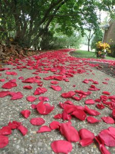 Petals lining the drive to Cassaro's mother's home.
