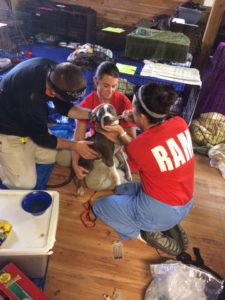 Dr. Nash helps rehydrate a dog that has come into the shelter.