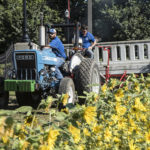 UofL researchers have planted industrial hemp on the Belknap campus as part of its research mission to find ways to reduce our dependence on fossil fuels.