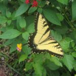 An Eastern Tiger Swallowtail is just one example of the butterflies that volunteers might count June 30.