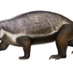 Lifelike illustration of Adalatherium. Image courtesy Denver Museum of Nature & Science/Andrey Atuchin