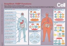 SnapShot created by Bing Li, Ph.D., to illustrate the functions of fatty acid binding proteins (FABPs)