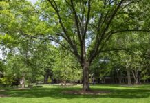 Living near an abundance of trees such as this one on the University of Louisville campus were shown to offset the negative effects of air pollution on blood vessel health in a recent UofL study