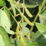 Soy hull biomass is a by-product of soybean production. Photo by Andrew Marsh.