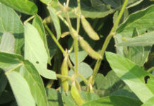 Soy hull biomass is a by-product of soybean production. Photo by Andrew Marsh.