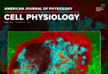 AJP Cell Physiology April issue cover featuring work of UofL biologists