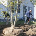 Trees are planted in South Louisville for the UofL Green Heart Project, an ongoing assessment of the effects of neighborhood greenness on individual health