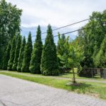 A residential area showing trees and shrubs added for the Green Heart Louisville Project. Photo credit: Mike Wilkinson for The Nature Conservancy.