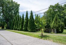 A residential area showing trees and shrubs added for the Green Heart Louisville Project. Photo credit: Mike Wilkinson for The Nature Conservancy.