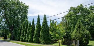 A residential area showing trees and shrubs added for the Green Heart Louisville Project. Photo credit: Mike Wilkinson for The Nature Conservancy.