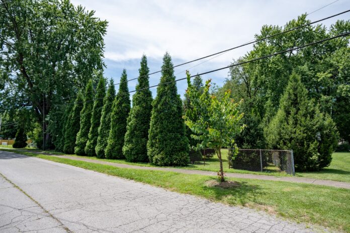 A residential area showing trees and shrubs added for the Green Heart Louisville Project. Photo credit: Mike Wilkinson for The Nature Conservancy.