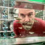 Ben Lovely looks through a fishtank with swimming zebrafish.