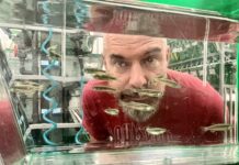 Ben Lovely looks through a fishtank with swimming zebrafish.