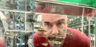 Ben Lovely looks through a fishtank with swimming zebrafish.