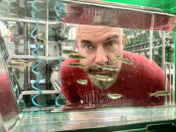 Ben Lovely looks through a fishtank with swimming zebrafish.