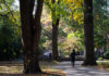 Student walks through campus as leaves fall to the ground.