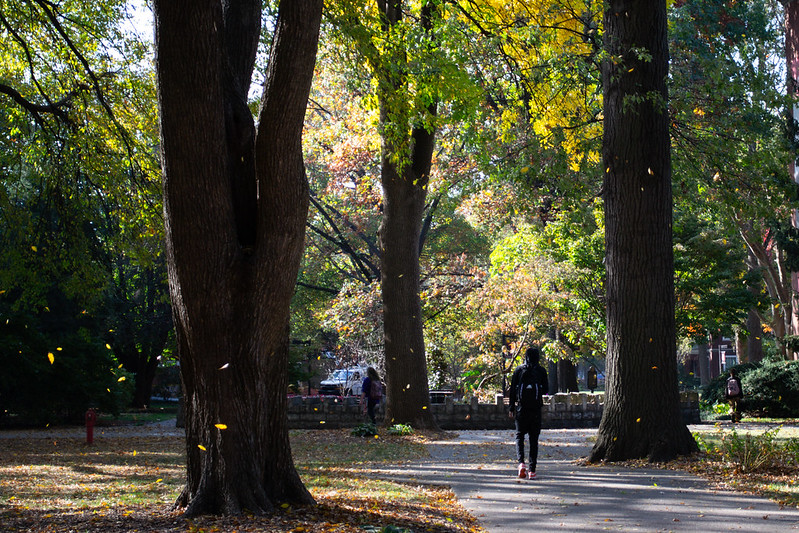 Student walks through campus as leaves fall to the ground.